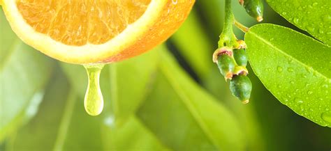 ¡Junípero: Desentrañando las maravillas de este monoterpeno cítrico en la industria de los sabores y fragancias!